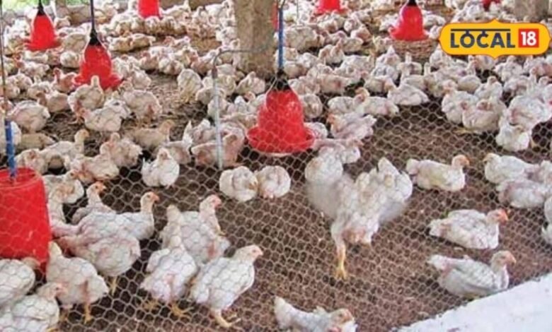Poultry Farming Tips: बारिश में मुर्गियों को बीमारियों से बचाना है? शेड से चारे तक इन 5 जरूरी बातों का रखें ध्यान