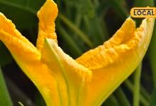 Pumpkin Flower Health Benefitsकद्दू की सब्जी तो खूब खाई होगी, लेकिन इसके फूल भी हैं बड़े काम के, शरीर को देते हैं ये गजब फायदे