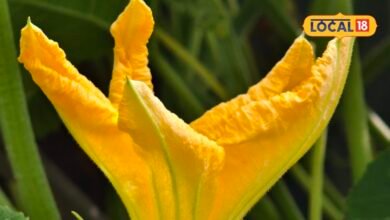 Pumpkin Flower Health Benefitsकद्दू की सब्जी तो खूब खाई होगी, लेकिन इसके फूल भी हैं बड़े काम के, शरीर को देते हैं ये गजब फायदे