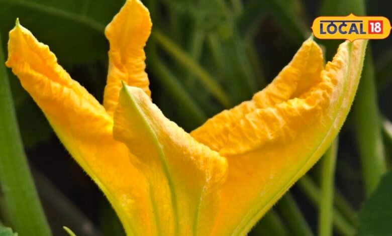 Pumpkin Flower Health Benefitsकद्दू की सब्जी तो खूब खाई होगी, लेकिन इसके फूल भी हैं बड़े काम के, शरीर को देते हैं ये गजब फायदे