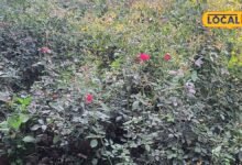 Rose Farming Tips I फूलों की बढ़ती मांग के बीच गुलाब की खेती से अतिरिक्त कमाई, ऐसे करें शुरुआत