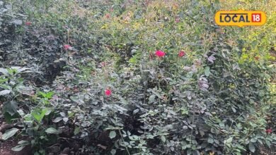 Rose Farming Tips I फूलों की बढ़ती मांग के बीच गुलाब की खेती से अतिरिक्त कमाई, ऐसे करें शुरुआत