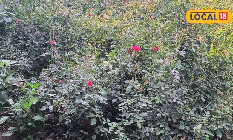 Rose Farming Tips I फूलों की बढ़ती मांग के बीच गुलाब की खेती से अतिरिक्त कमाई, ऐसे करें शुरुआत