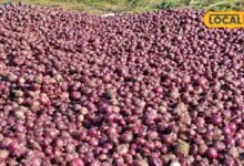 Sikar News: प्याज से कमाई का नया जरिया, सीकर में बनेगी प्रोसेसिंग यूनिट, 500 महिला किसानों को मिलेगा काम
