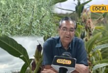 Til Crop Disease Alert | Til Crop Disease Alert | तिल की फसल पर रोगों का खतरा