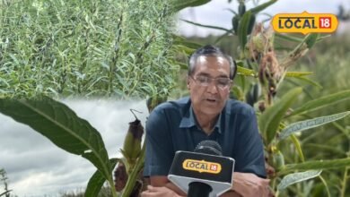 Til Crop Disease Alert | Til Crop Disease Alert | तिल की फसल पर रोगों का खतरा
