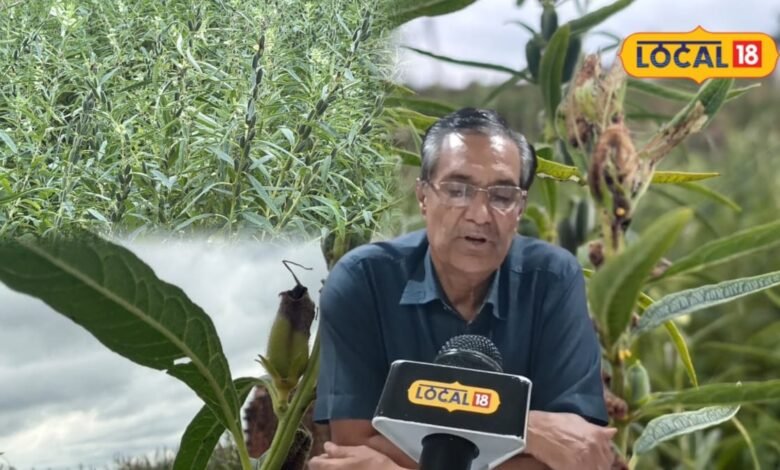 Til Crop Disease Alert | Til Crop Disease Alert | तिल की फसल पर रोगों का खतरा