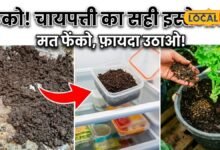 Tips And Tricks I barmer news I चाय की चुस्की के बाद बची पत्ती है बड़े काम की, ऐसे करें दोबारा इस्तेमाल