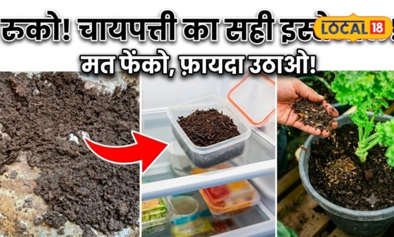 Tips And Tricks I barmer news I चाय की चुस्की के बाद बची पत्ती है बड़े काम की, ऐसे करें दोबारा इस्तेमाल