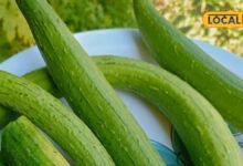 Torai Benefits: तोरई को देखकर न करें नजरअंदाज, पाचन से लेकर त्वचा तक को देगी गजब फायदे