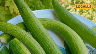 Torai Benefits: तोरई को देखकर न करें नजरअंदाज, पाचन से लेकर त्वचा तक को देगी गजब फायदे