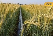 Wheat Farming Tips | How to imporve higher yields from wheat cultivation | gehu ki kheti kaise kare