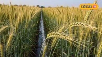 Wheat Farming Tips | How to imporve higher yields from wheat cultivation | gehu ki kheti kaise kare