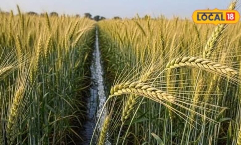 Wheat Farming Tips | How to imporve higher yields from wheat cultivation | gehu ki kheti kaise kare