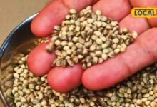 hemp seeds | hemp seeds health benefits | bhang health benefits | bhang | जिस भांग को आप सिर्फ नशे से जोड़ते हैं, उसके ये फायदे जान रह जाएंगे हैरान