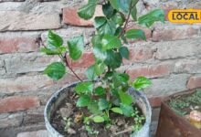 plant care tips | gardening tips | home gardening tips | पौधों को लेकर समझिए पूरा गणित, मानसून के मौसम में ऐसे तैयार करें फूलों की बगिया