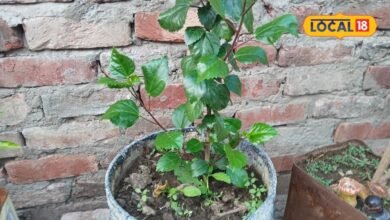 plant care tips | gardening tips | home gardening tips | पौधों को लेकर समझिए पूरा गणित, मानसून के मौसम में ऐसे तैयार करें फूलों की बगिया