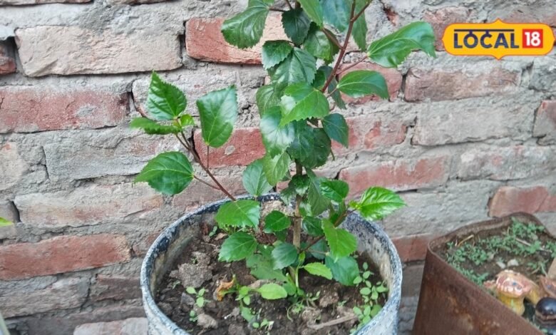 plant care tips | gardening tips | home gardening tips | पौधों को लेकर समझिए पूरा गणित, मानसून के मौसम में ऐसे तैयार करें फूलों की बगिया