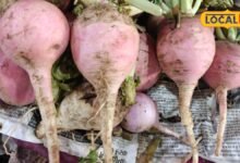 radish health benefits | मामूली नहीं, बेहद खास है पहाड़ी मूली, रंग-रूप स्वाद तीनों में अलग, पत्ते से लेकर जड़ तक सब उपयोगी