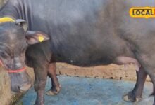 डेयरी बिजनेस कैसे शुरू करें? मुर्रा नस्ल की भैंस कराएगी तगड़ी कमाई
