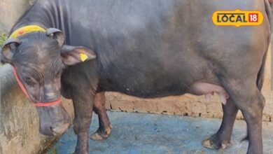 डेयरी बिजनेस कैसे शुरू करें? मुर्रा नस्ल की भैंस कराएगी तगड़ी कमाई