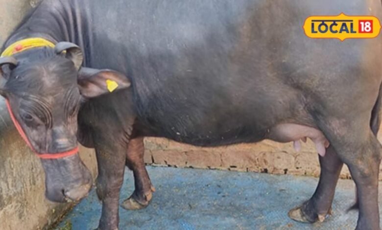 डेयरी बिजनेस कैसे शुरू करें? मुर्रा नस्ल की भैंस कराएगी तगड़ी कमाई