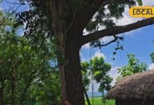 नीम पर चढ़ी गिलोय सबसे गुणकारी, अमृता कहलाती है ये लता, इम्यूनिटी बढ़ाने में कारगर