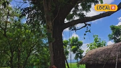 नीम पर चढ़ी गिलोय सबसे गुणकारी, अमृता कहलाती है ये लता, इम्यूनिटी बढ़ाने में कारगर