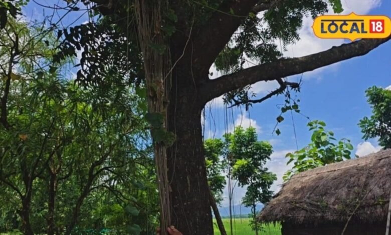नीम पर चढ़ी गिलोय सबसे गुणकारी, अमृता कहलाती है ये लता, इम्यूनिटी बढ़ाने में कारगर