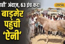 बाड़मेर में छाई 63 इंच की सिंधी घोड़ी ऐनी