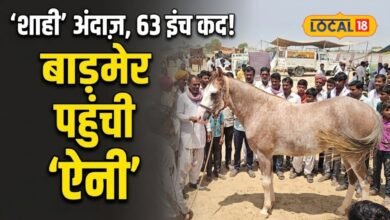 बाड़मेर में छाई 63 इंच की सिंधी घोड़ी ऐनी