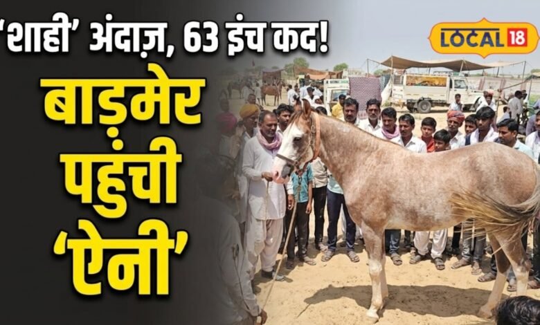 बाड़मेर में छाई 63 इंच की सिंधी घोड़ी ऐनी
