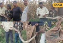 मक्के के बीच कुंडली मारकर बैठा था 10 फीट का अजगर, नजर पड़ते ही मची अफरा-तफरी