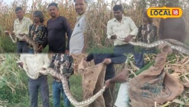 मक्के के बीच कुंडली मारकर बैठा था 10 फीट का अजगर, नजर पड़ते ही मची अफरा-तफरी