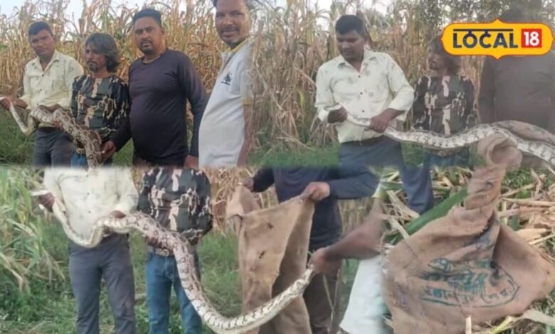 मक्के के बीच कुंडली मारकर बैठा था 10 फीट का अजगर, नजर पड़ते ही मची अफरा-तफरी