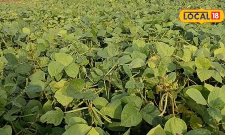 मूंग की ये किस्म लगाएंगे तो होगी बंपर कमाई, कम समय में देगी शानदार पैदावार