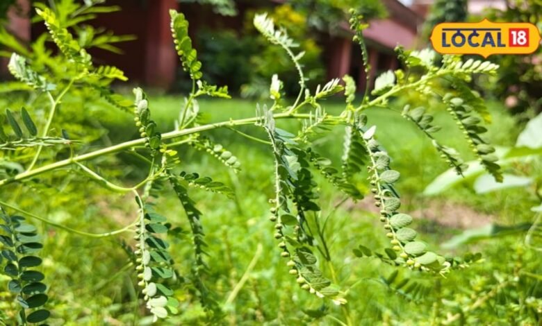 लिवर को मजबूत और शरीर को डिटॉक्स करता है भूमि आंवला, आयुर्वेद के अनुसार जानिए इसके 5 बड़े फायदे