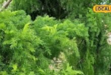 शतावरी आयुर्वेद में महिलाओं के पाचन, कमजोरी के लिए उपयोगी औषधीय पौधा, दूध बढ़ाने के लिए भी होता है प्रयोग, जानें