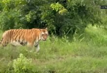 Kota Abheda Park Tigress Mehak: 23 वर्षीय बाघिन महक को डिस्प्ले एरिया से हटाया