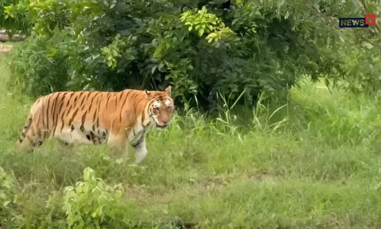 Kota Abheda Park Tigress Mehak: 23 वर्षीय बाघिन महक को डिस्प्ले एरिया से हटाया