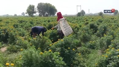 भरतपुर के खेतों में गेंदा की बहार, फूलों की खेती से गांवों को मिल रही नई पहचान