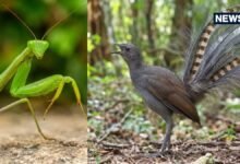 7 Mimicry Animals : प्रकृति के 7 सबसे बड़े बहुरुपिए, मरने का नाटक करते हैं, रूप-आवाज सब बदल लेते हैं ये जीव
