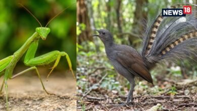 7 Mimicry Animals : प्रकृति के 7 सबसे बड़े बहुरुपिए, मरने का नाटक करते हैं, रूप-आवाज सब बदल लेते हैं ये जीव