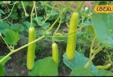 Agriculture News I कम लागत में लौकी की बंपर पैदावार का तरीका, किसान इन बातों का रखें ध्यान