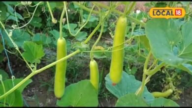 Agriculture News I कम लागत में लौकी की बंपर पैदावार का तरीका, किसान इन बातों का रखें ध्यान
