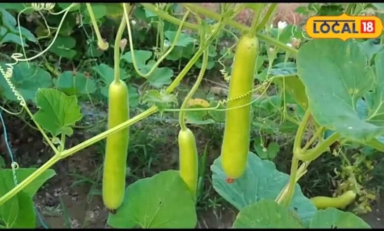 Agriculture News I कम लागत में लौकी की बंपर पैदावार का तरीका, किसान इन बातों का रखें ध्यान