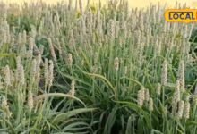 Agriculture News I रबी सीजन में ईसबगोल की खेती से बढ़ाएं आमदनी, बुवाई से पहले जान लें ये जरूरी बातें