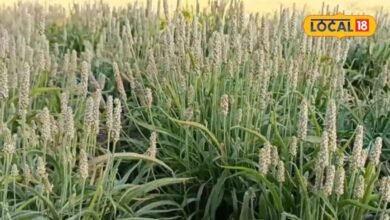 Agriculture News I रबी सीजन में ईसबगोल की खेती से बढ़ाएं आमदनी, बुवाई से पहले जान लें ये जरूरी बातें