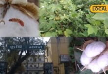 Agriculture News: कपास के डोडों में घुसकर रुई और बीज खा जाती है गुलाबी सुंडी, कृषि विभाग ने बताए बचाव के तरीके
