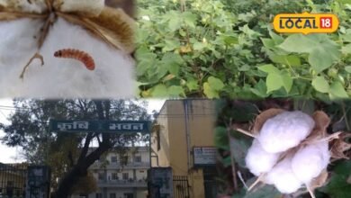 Agriculture News: कपास के डोडों में घुसकर रुई और बीज खा जाती है गुलाबी सुंडी, कृषि विभाग ने बताए बचाव के तरीके